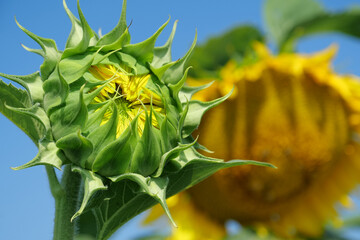 Fototapeta premium Young green immature sunflower at the field