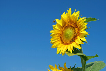 Bees on beautiful yellow sunflower on the field