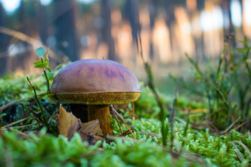 Grzyb, Bory Tucholskie  © Patryk