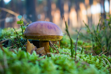 Grzyb, Bory Tucholskie  © Patryk