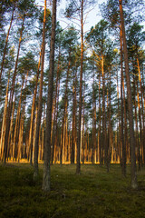 Las, Bory Tucholskie 