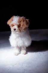 Studio portrait of white maltese adorable puppy. Portrait of a small dog. Small puppy of toypoodle breedon a light wooden background. Cute dog and good friend. Pet grooming concept.