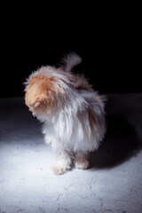 Studio portrait of white maltese adorable puppy. Portrait of a small dog. Small puppy of toypoodle breedon a light wooden background. Cute dog and good friend. Pet grooming concept.