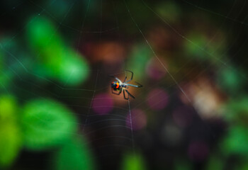 spider on the web