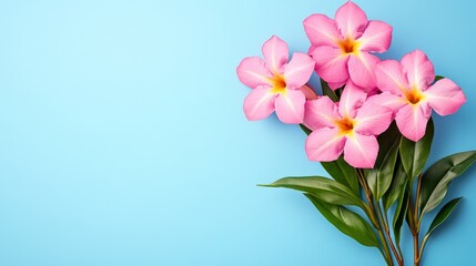 Fototapeta premium Pink flowers with green leaves on blue background, isolated design element.