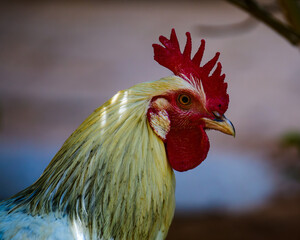 Head shot of Rooster
