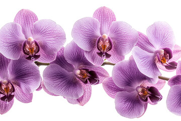 Obraz premium Close-up branch of lilac-colored orchids isolated on a cut out PNG transparent background