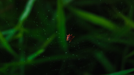 spider web with dew drops