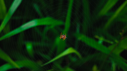 spider on a web