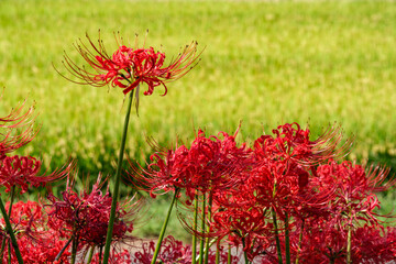 田んぼの彼岸花