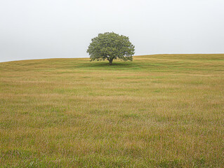 A solitary tree stands in a vast, grassy field under a cloudy sky on a foggy morning