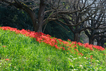 彼岸花と桜並木