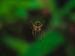spider on web