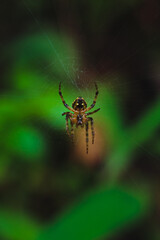 spider on the web