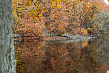 S?der?sen national park during autumn in southern Sweden. Nature background. © Elena Sistaliuk