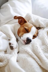 Obraz premium the dog is sleeping in the bed. selective focus