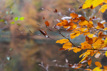 S?der?sen national park during autumn in southern Sweden. Nature background.