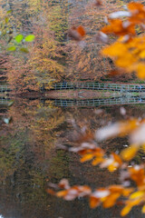 S?der?sen national park during autumn in southern Sweden. Nature background.