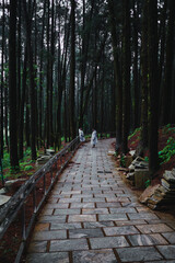 Fototapeta premium footpath in the woods