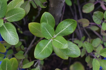 green leaves background