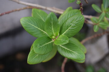 close up of a plant in the garden