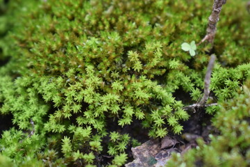green moss on the ground