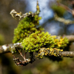 buds of a tree
