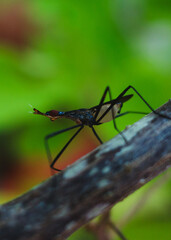 Close up of banana stalk fly