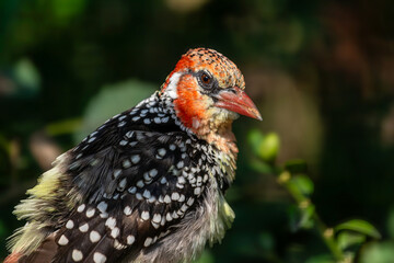 Portrait of adult female red-and-yellow barbet