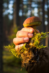 Grzyb, Bory Tucholskie  © Patryk