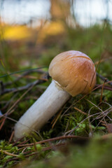 Grzyb, Bory Tucholskie  © Patryk