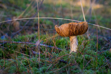 Grzyb, Bory Tucholskie  © Patryk