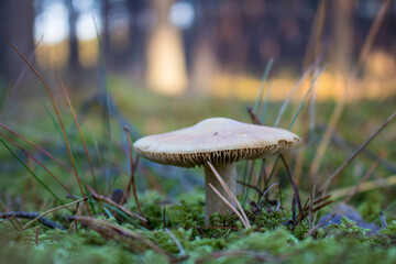 Grzyb, Bory Tucholskie  © Patryk