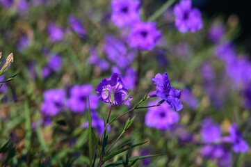 A vibrant display of purple blooms dancing in the sunlight on a warm spring afternoon in a lush garden