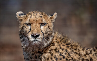 cheetah looking at me