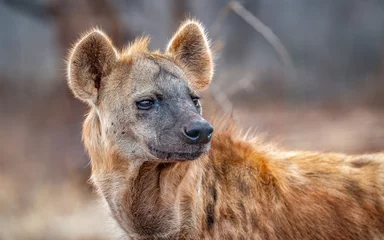  Close up portrait of a hyena © Ian