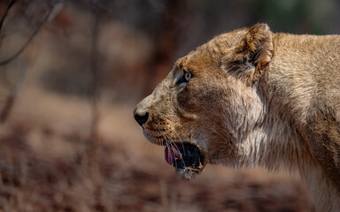 portrait of a lioness