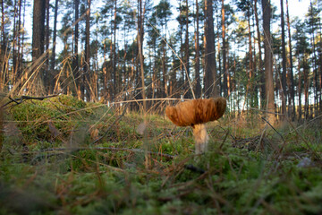 Grzyb, Bory Tucholskie  © Patryk