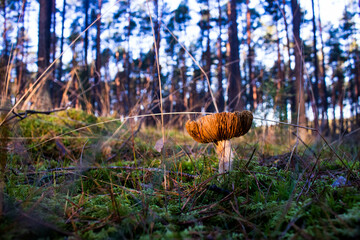 Grzyb, Bory Tucholskie  © Patryk
