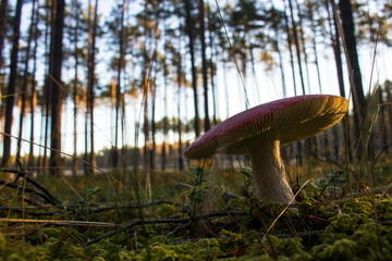 Grzyb, Bory Tucholskie  © Patryk