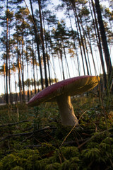 Grzyb, Bory Tucholskie  © Patryk