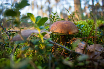 Grzyb, Bory Tucholskie  © Patryk