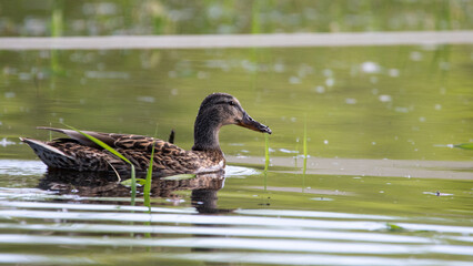 Kaczka płynąca w wodzie © Piotr