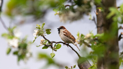 Wr&oacute;bel na gałęzi kwitnącej jabłoni
