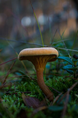 Grzyb, Bory Tucholskie  © Patryk