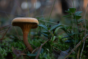 Grzyb, Bory Tucholskie  © Patryk