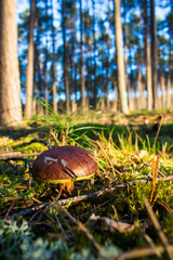 Grzyb, Bory Tucholskie  © Patryk