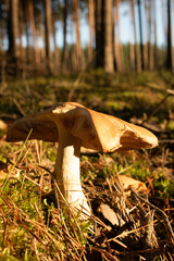 Grzyb, Bory Tucholskie  © Patryk