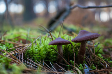 Grzyb, Bory Tucholskie  © Patryk