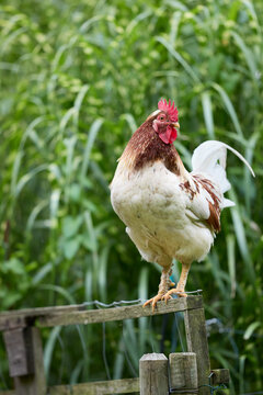 Rooster stands on fence in garden with high grass